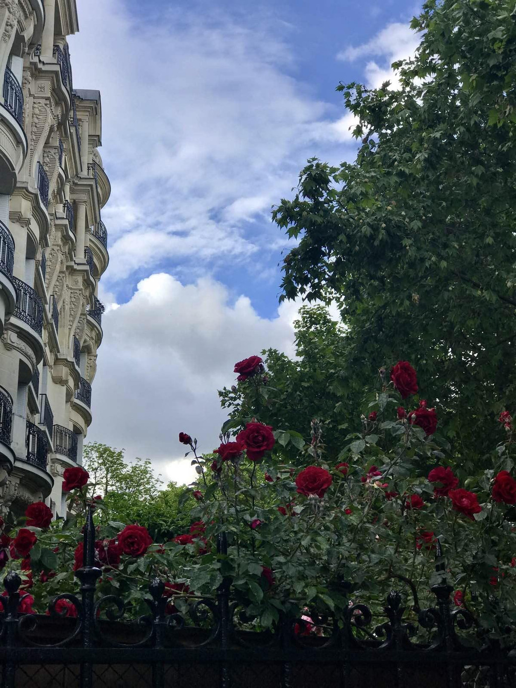                      街角的玫瑰