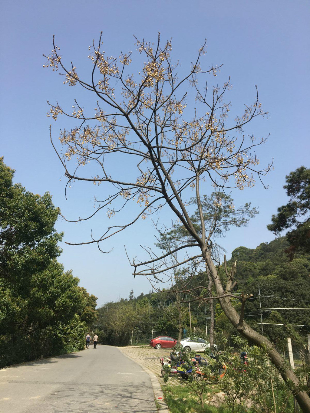 苏州树山村梨花节2018