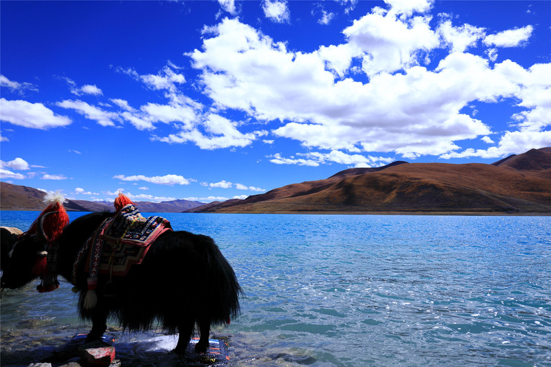 羊卓雍措面积675平方千米,湖面海拔4,441米.