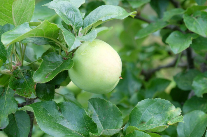 brad自家种的苹果树,果子微酸,绝对的