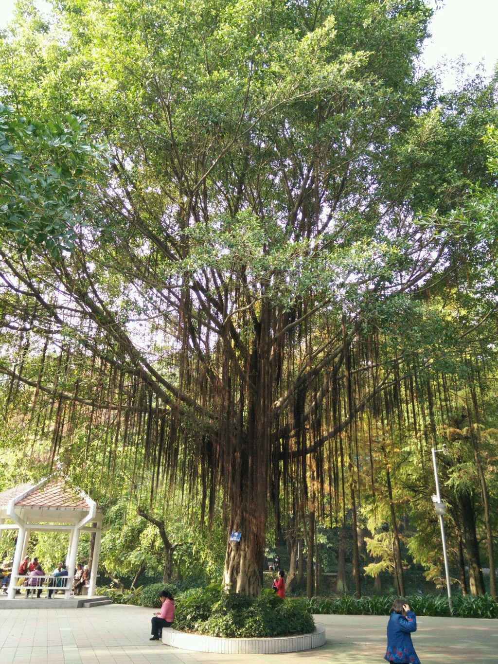 元旦游广州长隆