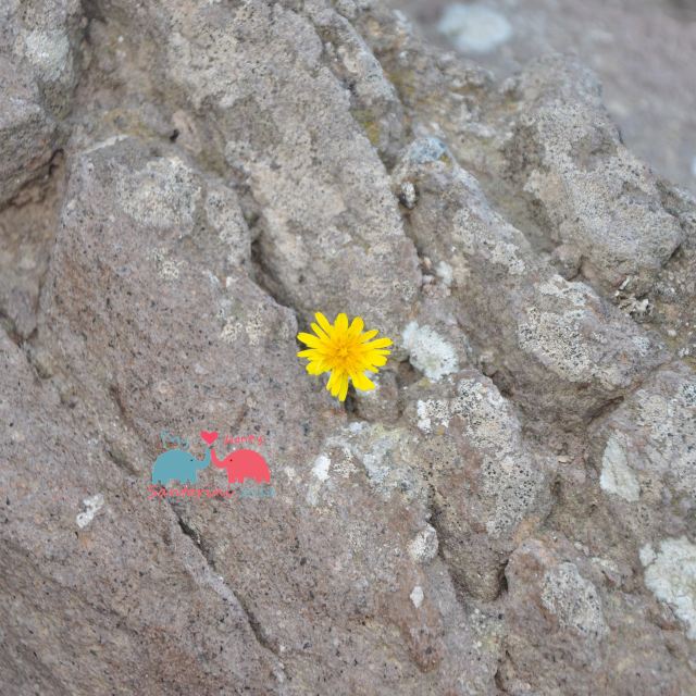 从石头里蹦出的小花~顽强的生命力