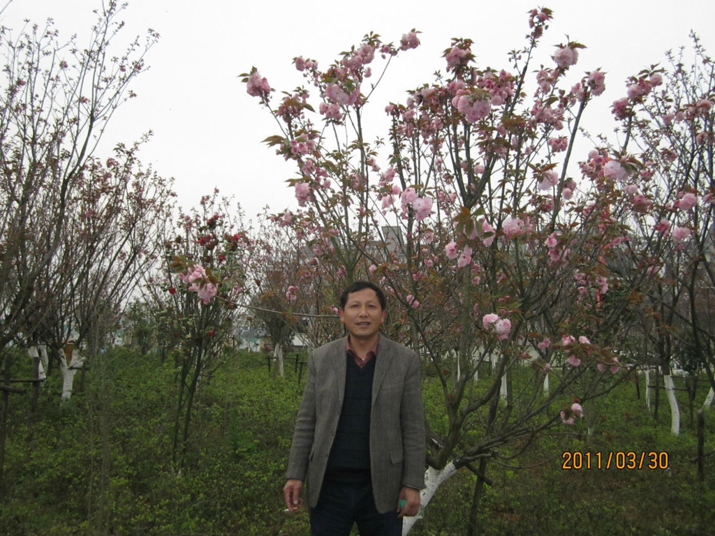 赴2011年3月赣县樱花节