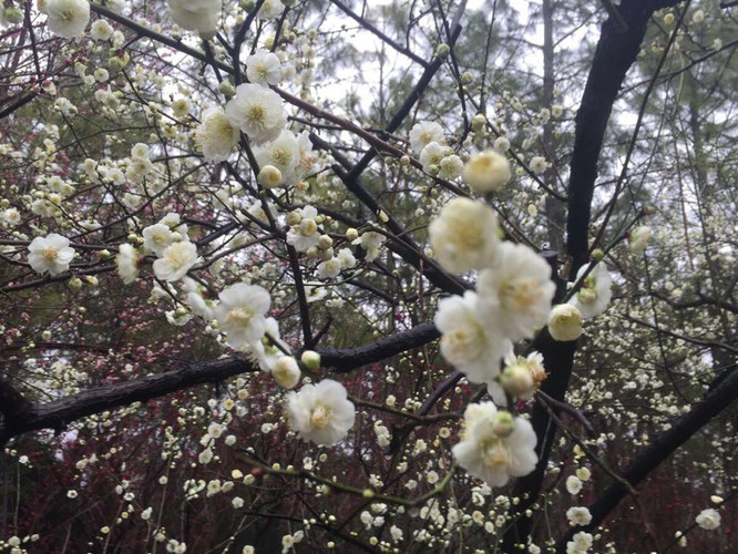 踏雨寻梅,世纪公园的红梅,绿梅,粉梅都开了