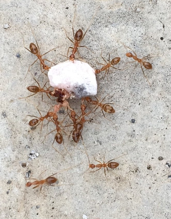                        蚂蚁搬家
