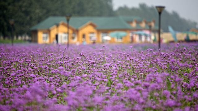 蓝调薰衣草庄园门票,北京蓝调薰衣草庄园攻略/地址