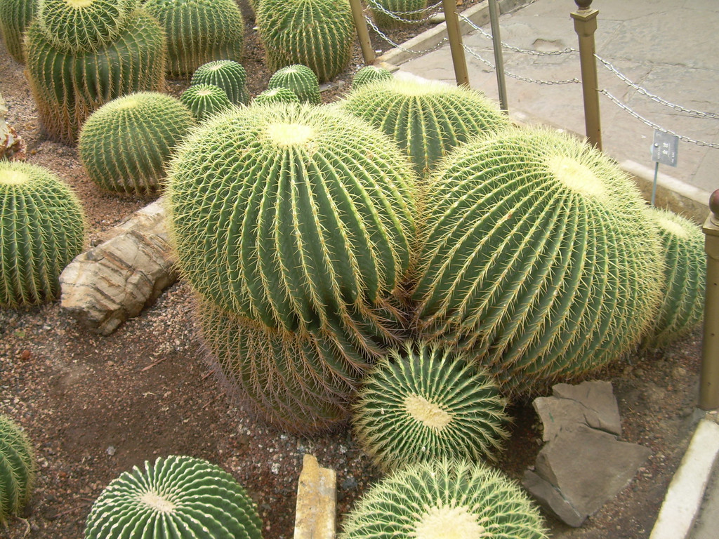 沙漠植物