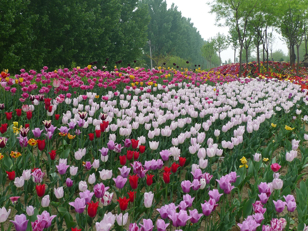 北京国际鲜花港