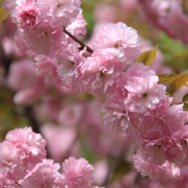一夜春风来,万树樱花开(武汉赏樱记)