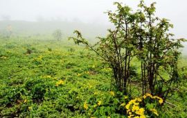 冕宁冶勒自然保护区天气预报,历史气温,旅游指