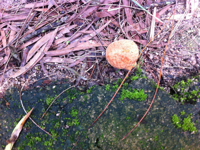 去鼓浪屿翻个墙