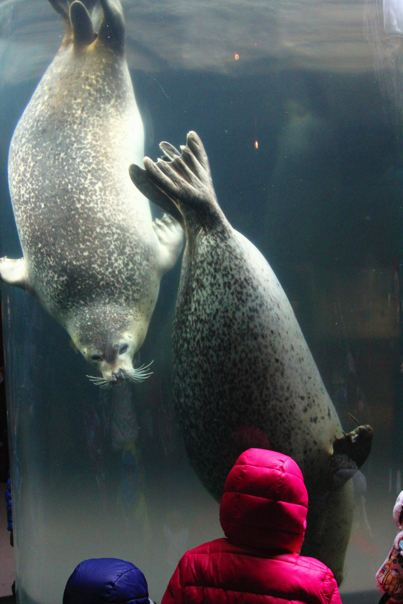 见证最美的冬天-北海道9日自由行详细攻略