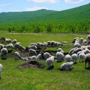 我想问一下,六月底想去内蒙古玩4-5天两人,从上