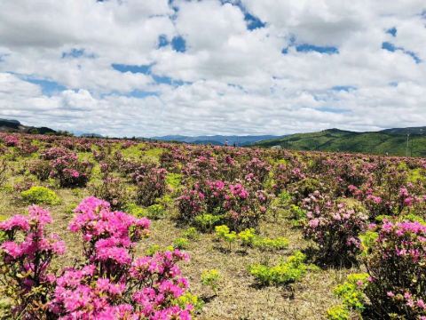 香格里拉吉美多吉客栈