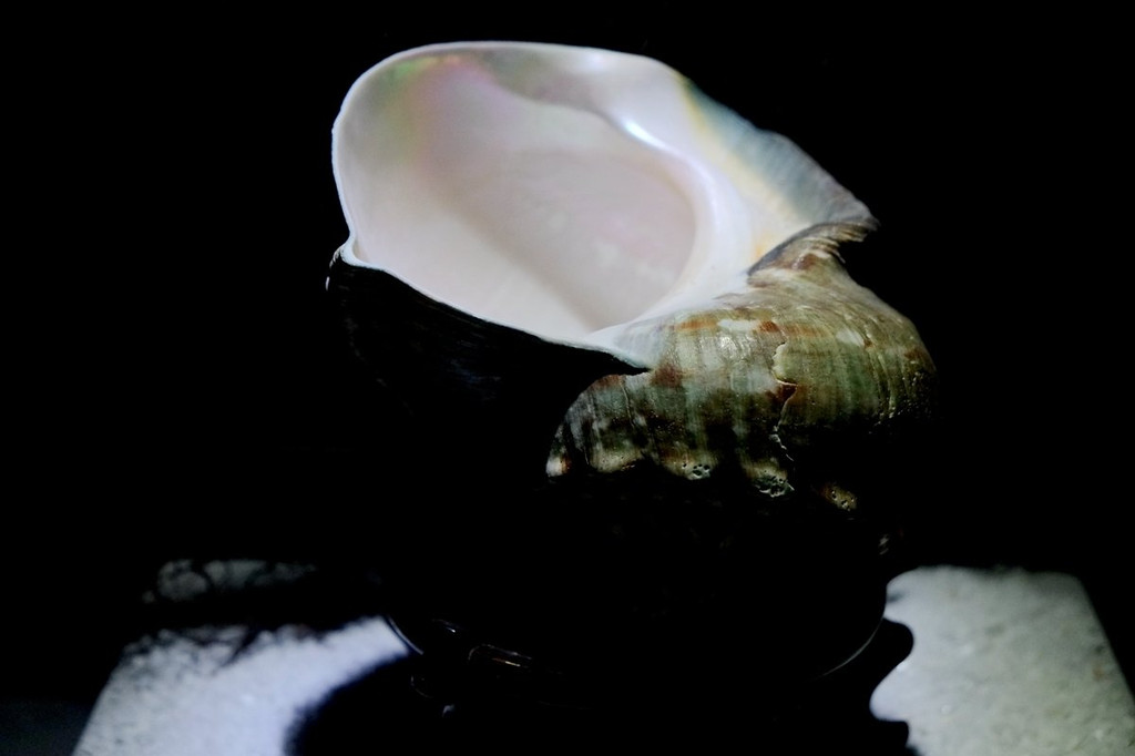 夜光蝾螺是蝾螺科中最大的一种,贝壳坚厚,周缘近圆形,贝壳表面暗绿色