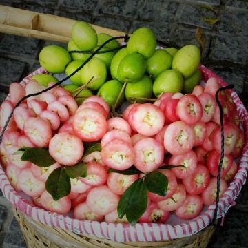 鼓浪屿上的莲雾很难吃,和泰国的不能比.