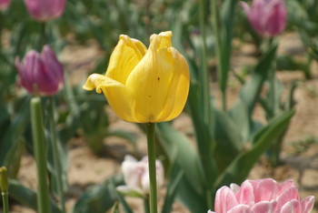 郑州两日游- 绿博园 --黄河湿地公园